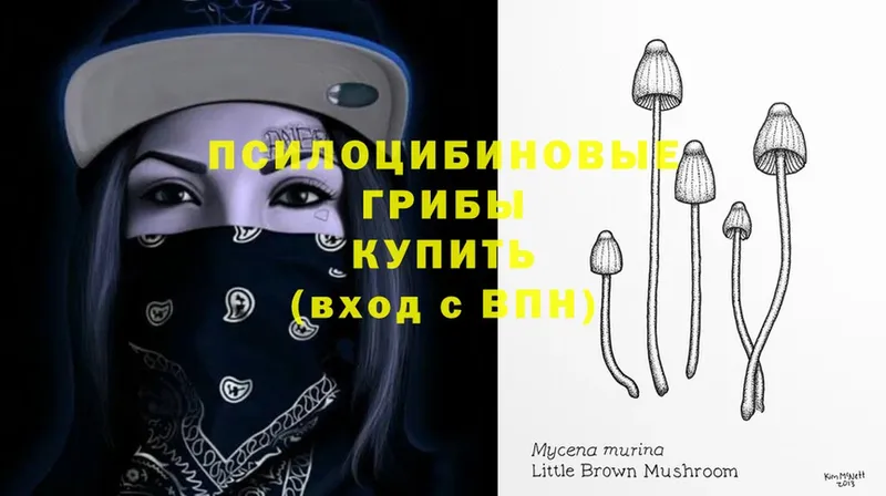 Псилоцибиновые грибы Cubensis Гаджиево